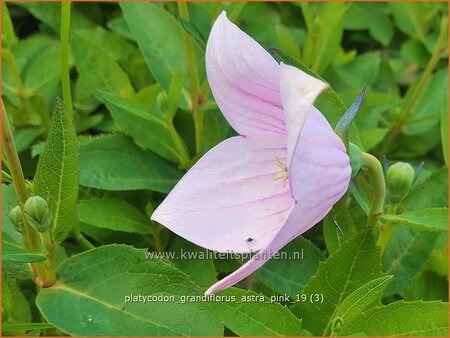 Platycodon grandiflorus &#39;Astra Pink&#39;