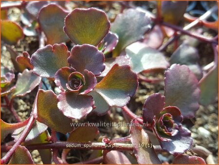 Sedum spurium &#39;Purple Winter&#39;