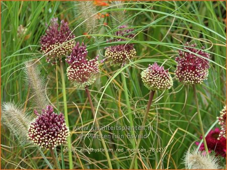 Allium amethystinum &#39;Red Mohican&#39;