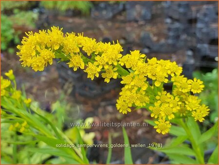 Solidago sempervirens &#39;Goldene Wellen&#39;