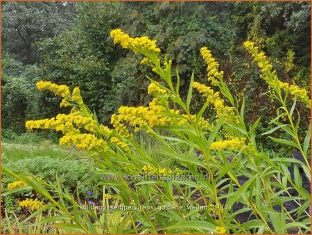 Solidago sempervirens &#39;Goldene Wellen&#39;