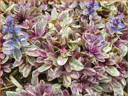 Ajuga tenorii &#39;Princess Nadia&#39;