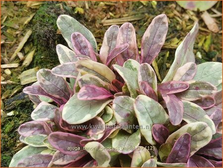 Ajuga tenorii &#39;Princess Nadia&#39;