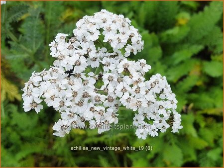 Achillea millefolium &#39;New Vintage White&#39;