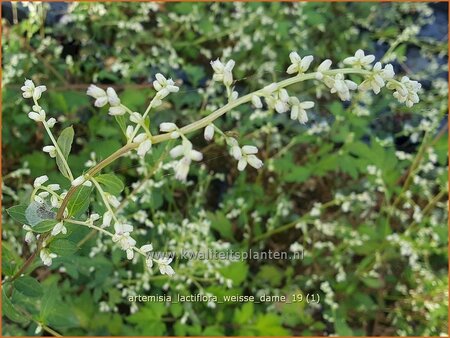 Artemisia lactiflora &#39;Weiße Dame&#39;