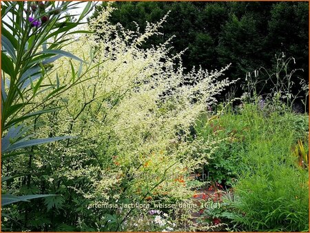 Artemisia lactiflora &#39;Weiße Dame&#39;
