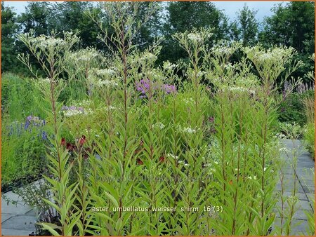 Aster umbellatus &#39;Weisser Schirm&#39;