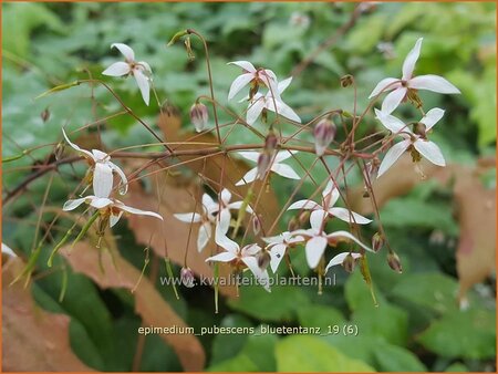 Epimedium pubescens &#39;Blütentanz&#39;