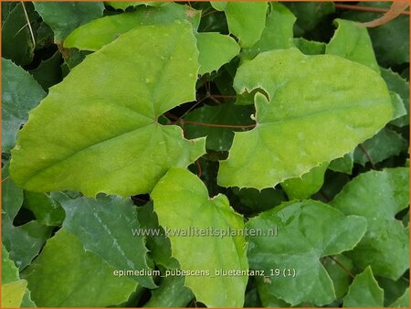 Epimedium pubescens &#39;Blütentanz&#39;