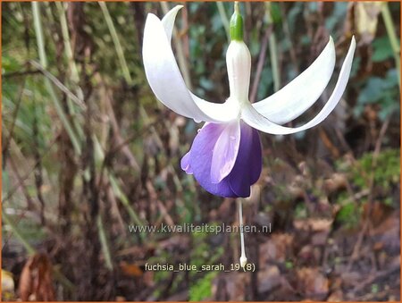 Fuchsia &#39;Delta&#39;s Sarah&#39;