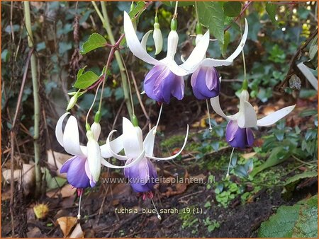 Fuchsia &#39;Delta&#39;s Sarah&#39;