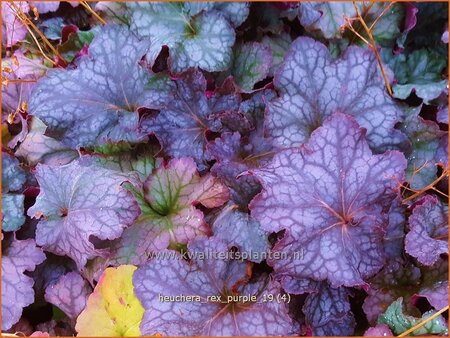 Heuchera &#39;Rex Purple&#39;