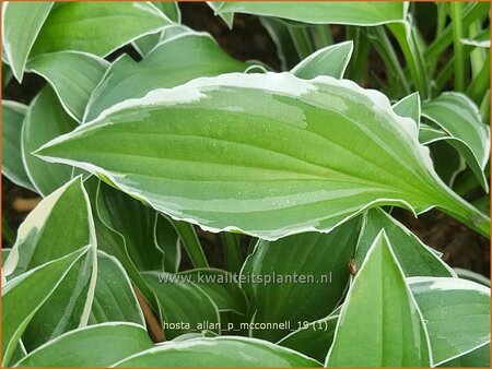 Hosta &#39;Allan P. McConnell&#39;