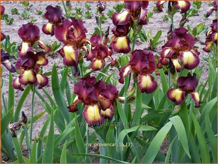 Iris germanica &#39;Provencal&#39;
