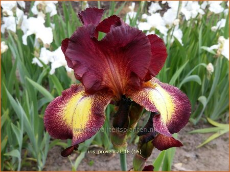 Iris germanica &#39;Provencal&#39;