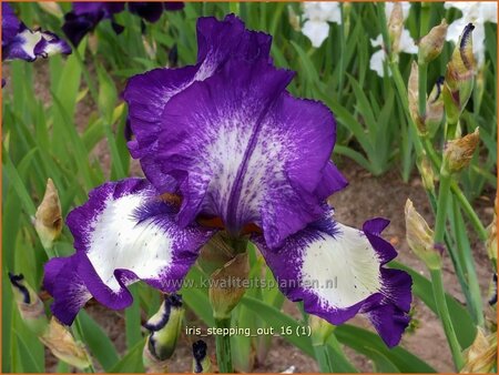 Iris germanica &#39;Stepping Out&#39;