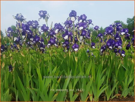 Iris germanica &#39;Stepping Out&#39;