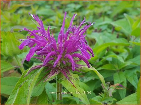 Monarda &#39;Balmy Lilac&#39;