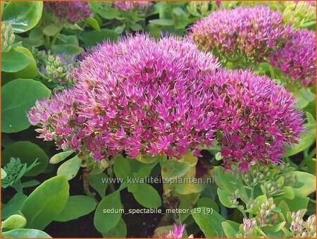 Sedum spectabile &#39;Meteor&#39;