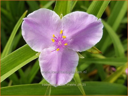 Tradescantia 'Pink Chablis'