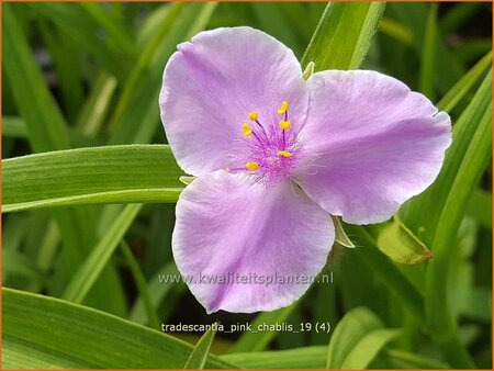 Tradescantia 'Pink Chablis'