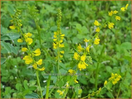 Melilotus officinalis