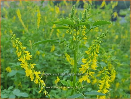 Melilotus officinalis