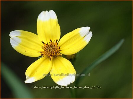 Bidens aurea &#39;Hannay&#39;s Lemon Drop&#39;