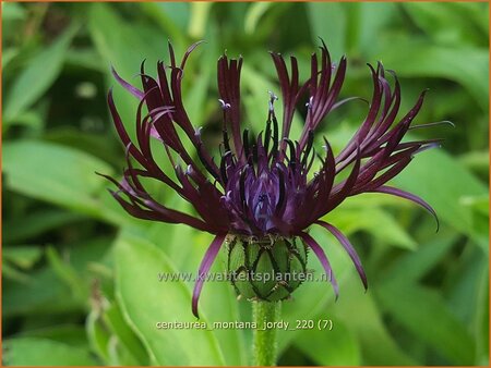 Centaurea montana &#39;Jordy&#39;