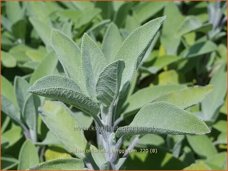 Salvia officinalis &#39;Berggarten&#39;