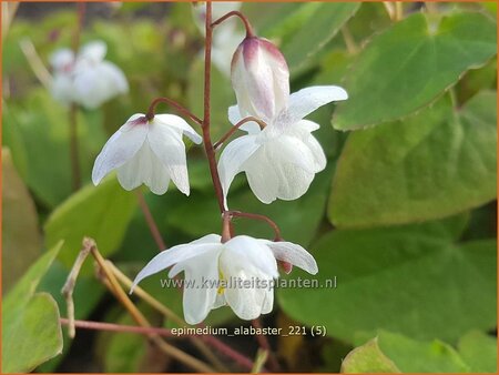 Epimedium &#39;Alabaster&#39;