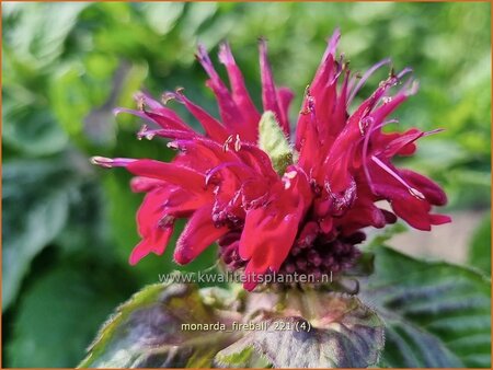 Monarda &#39;Fireball&#39;