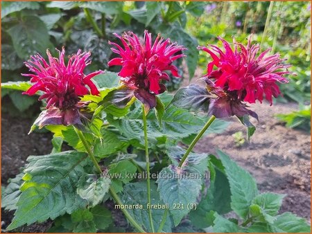 Monarda &#39;Fireball&#39;