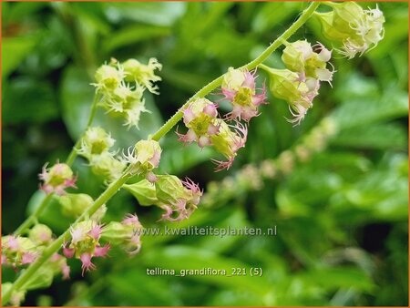 Tellima grandiflora