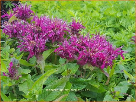 Monarda &#39;Balmy Purple&#39;