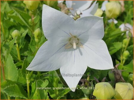 Platycodon grandiflorus &#39;Astra White&#39;