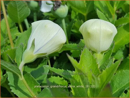 Platycodon grandiflorus &#39;Astra White&#39;