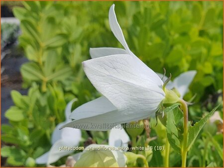 Platycodon grandiflorus &#39;Astra White&#39;