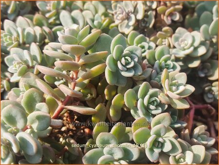 Sedum cyaneum 'Sachalin'