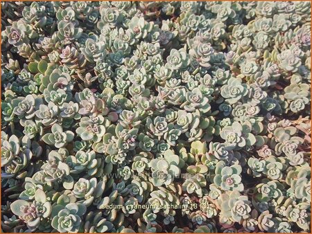 Sedum cyaneum 'Sachalin'
