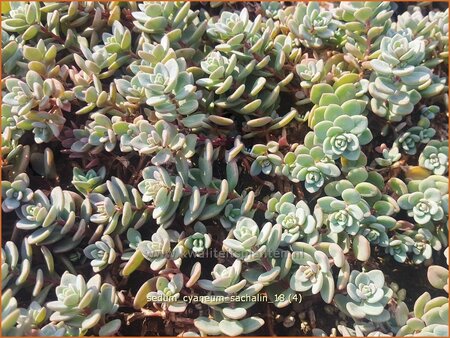 Sedum cyaneum 'Sachalin'