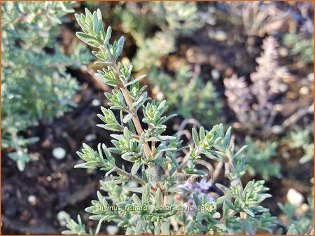 Thymus richardii &#39;Peter Davis&#39;