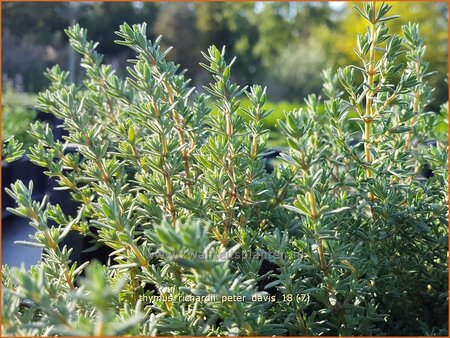 Thymus richardii &#39;Peter Davis&#39;