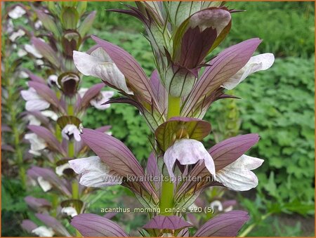 Acanthus &#39;Morning Candle&#39;