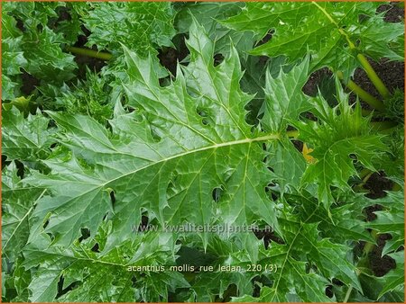 Acanthus mollis &#39;Rue Ledan&#39;