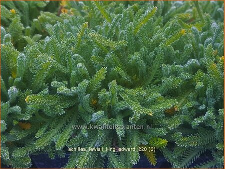 Achillea lewisii &#39;King Edward&#39;