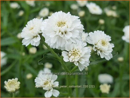 Achillea ptarmica &#39;Peter Cottontail&#39;