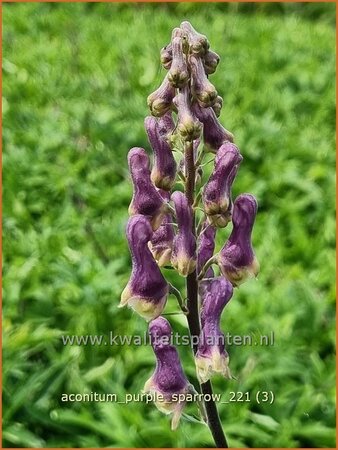 Aconitum &#39;Purple Sparrow&#39;
