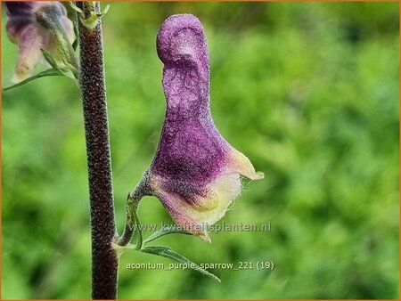 Aconitum &#39;Purple Sparrow&#39;