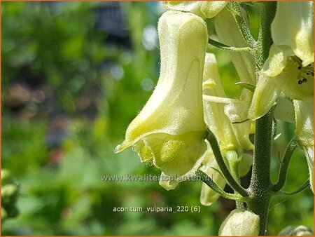 Aconitum vulparia